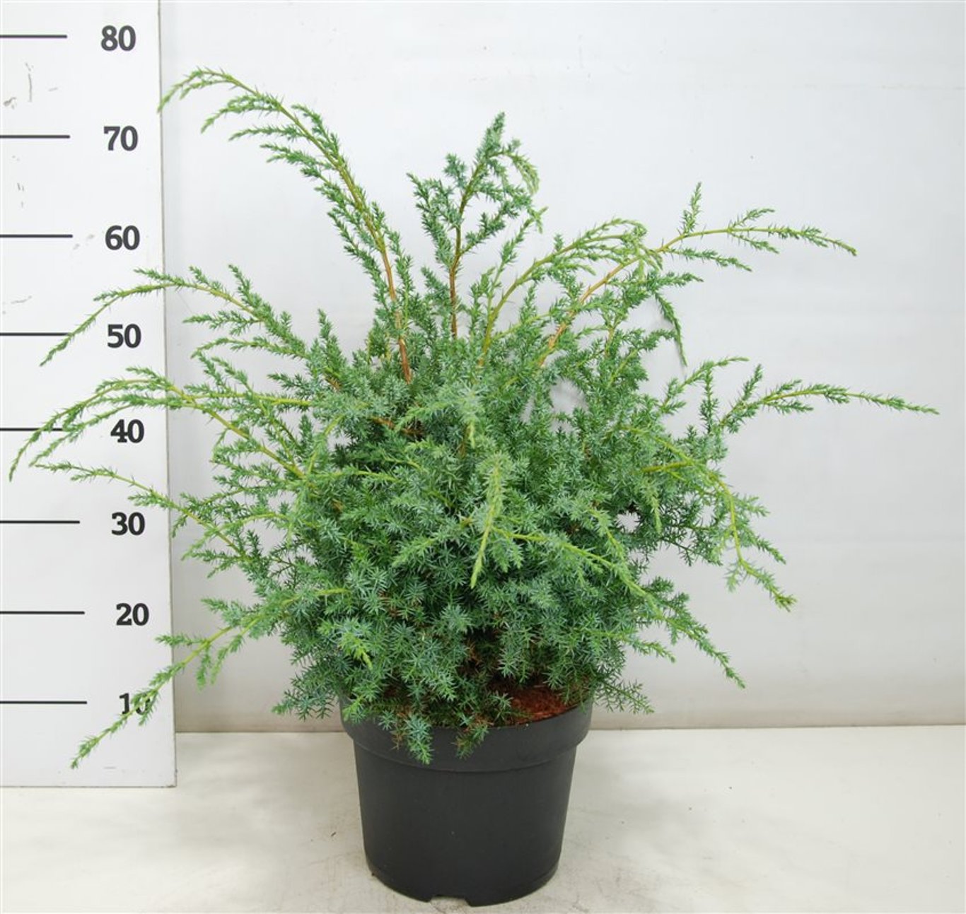 Juniperus chin. 'Blue Alps' - C7.5 40-50 CM